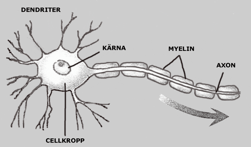 Modell av en nervecelle. Nerveceller kan strekke seg over en meter i kroppen din.