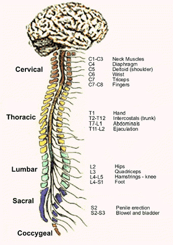 Det sensoriske nervesystemet