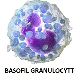 Basofil granulocytt