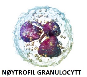 Nøytrofile granulocytter