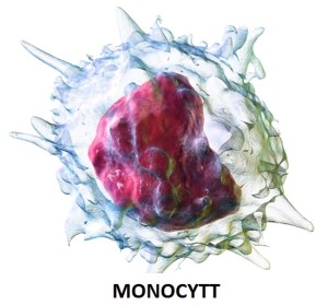 Monocytter tilhører makrofagene. Bilde: Wikipedia.org