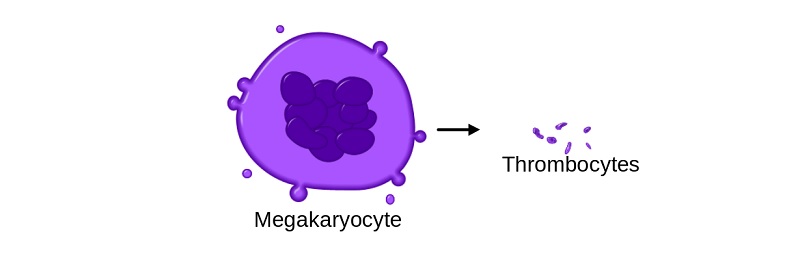 Trombocytter