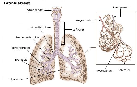 Lungene