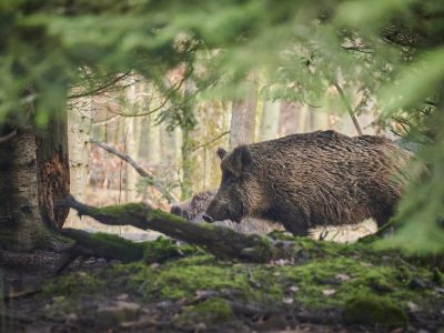 Trigger svin betennelser i kroppen?