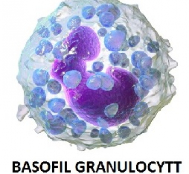 Basofile granulocytter
