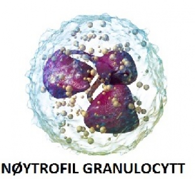 Nøytrofile Granulocytter